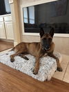adoptable Dog in  named Panda - TX - COURTESY POST