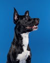 adoptable Dog in amherst junction, WI named Lady - MI - COURTESY POST