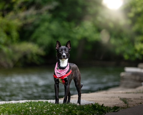 Lady - MI - COURTESY POST