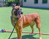 adoptable Dog in  named Khloee - ME - COURTESY POST