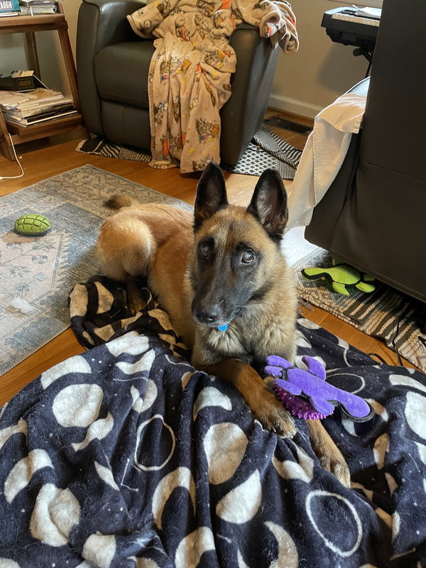 Koa - MO
