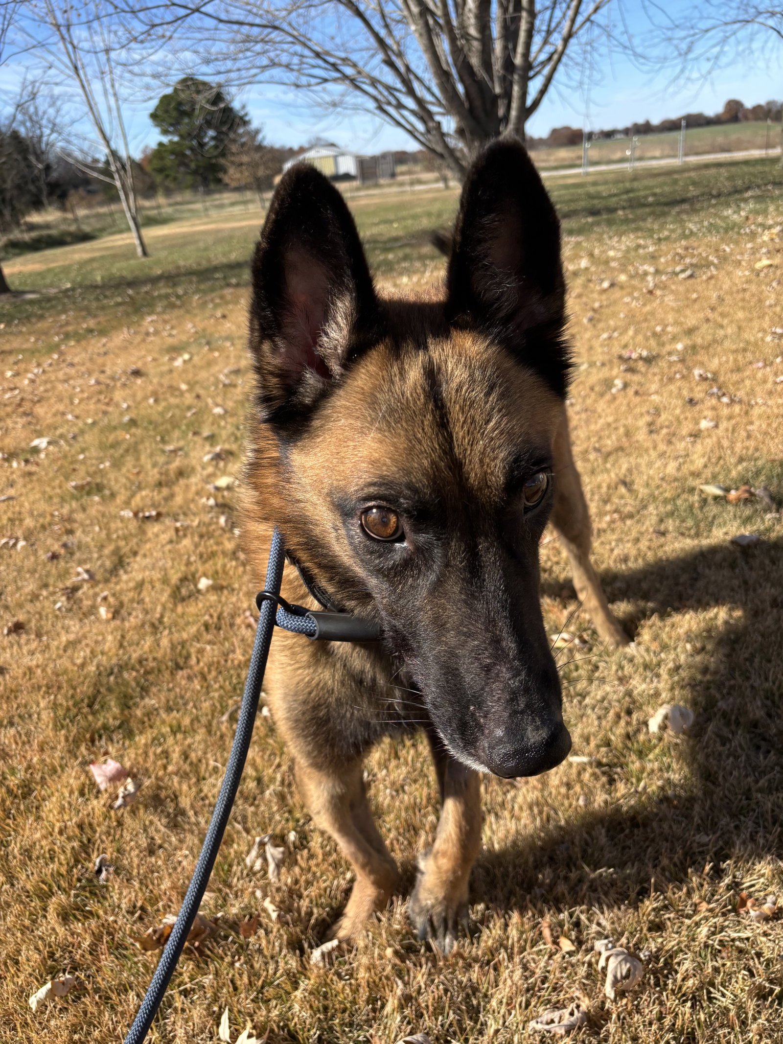 Koa - MO