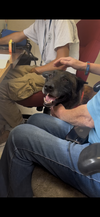 Kodi (FNA Turk) - MI