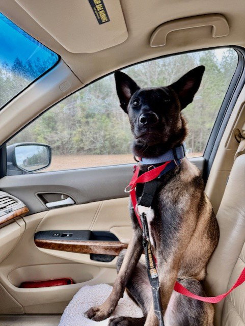 Zulu - PA PENDING Adoption