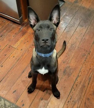 Zulu - PA PENDING Adoption