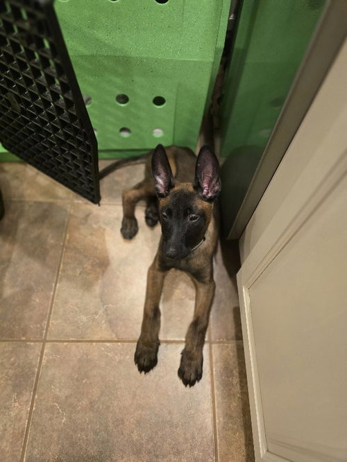 Green Collar - MD