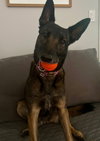 Kira - MD *Courtesy Listing*