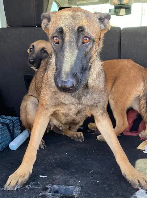 Becca - Az - Courtesy Post - Belgian Shepherd Malinois