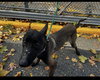 Lucy FKA Lola - NY