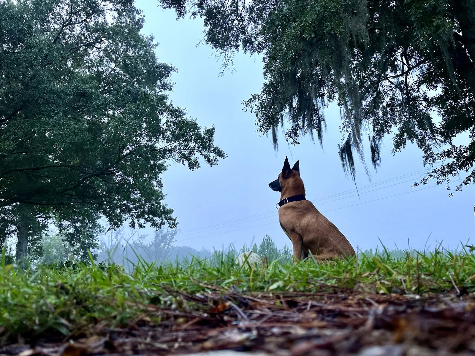 Handsome - GA/FL - COURTESY POST