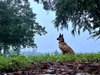 Handsome - GA/FL - COURTESY POST