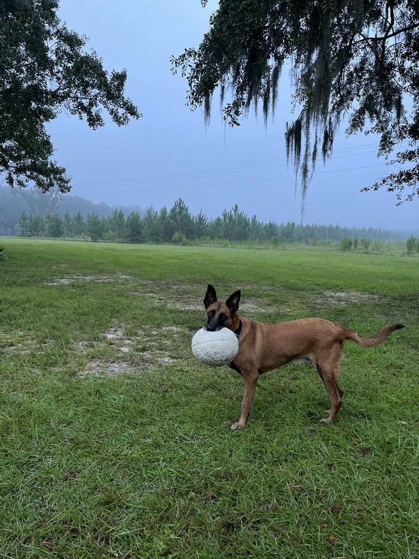 Handsome - GA/FL - COURTESY POST