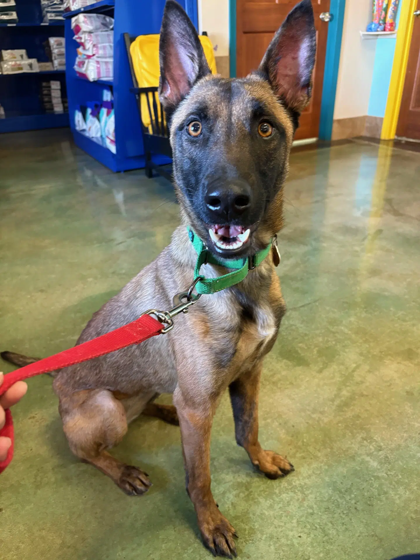 Charisma - Wi - Belgian Shepherd Malinois