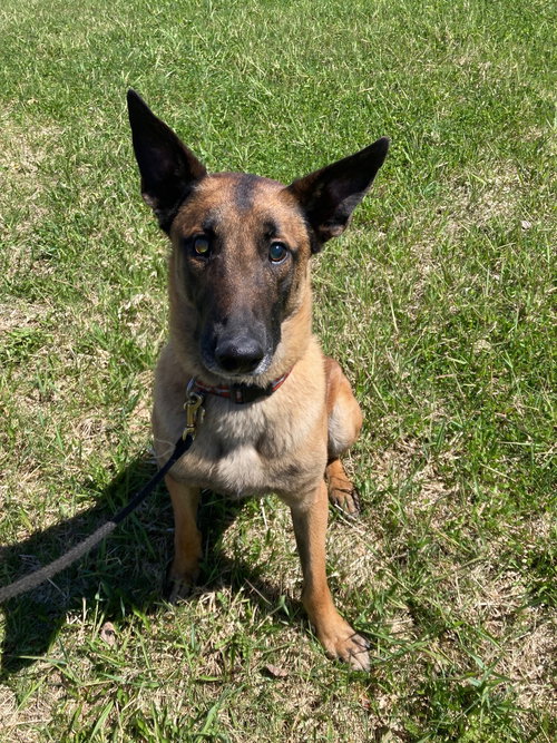 Max - VT, an adoptable Belgian Shepherd Malinois in Amherst Junction, WI