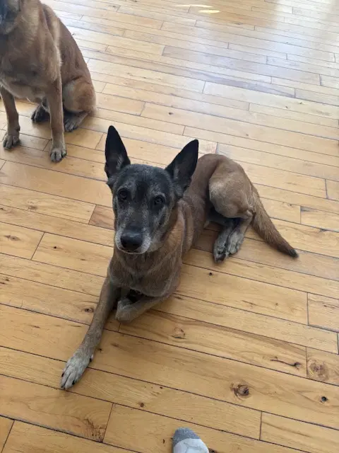 Jack Jack - Oh - Courtesy Post - Belgian Shepherd Malinois