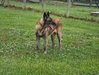 Marley - VA FOSTER NEEDED