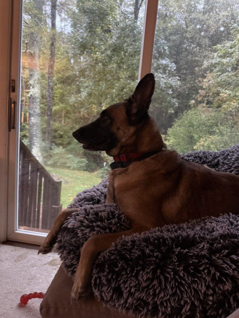 Holly - OH PENDING ADOPTION, photo 6