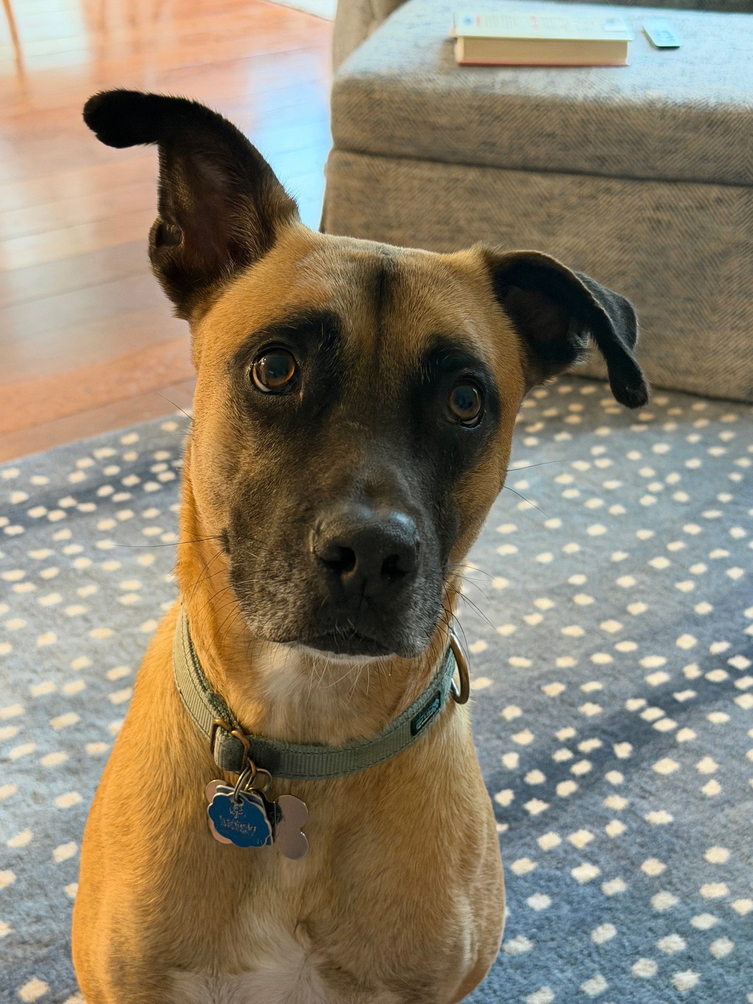 Rufus - GA /MO COURTESY POST