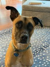 Rufus - GA /MO COURTESY POST
