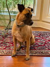 Rufus - GA /MO COURTESY POST