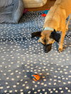 Rufus - GA /MO COURTESY POST