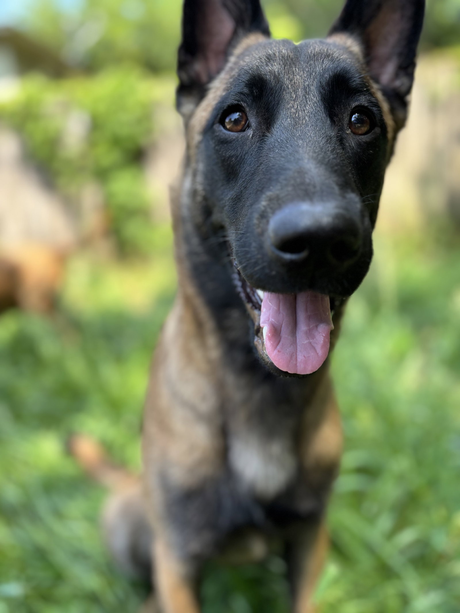 Luci - GA