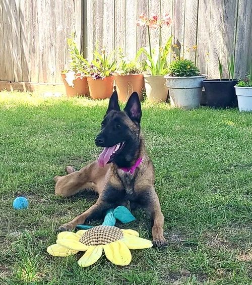 Luci - VA, an adoptable Belgian Shepherd Malinois in Amherst Junction, WI