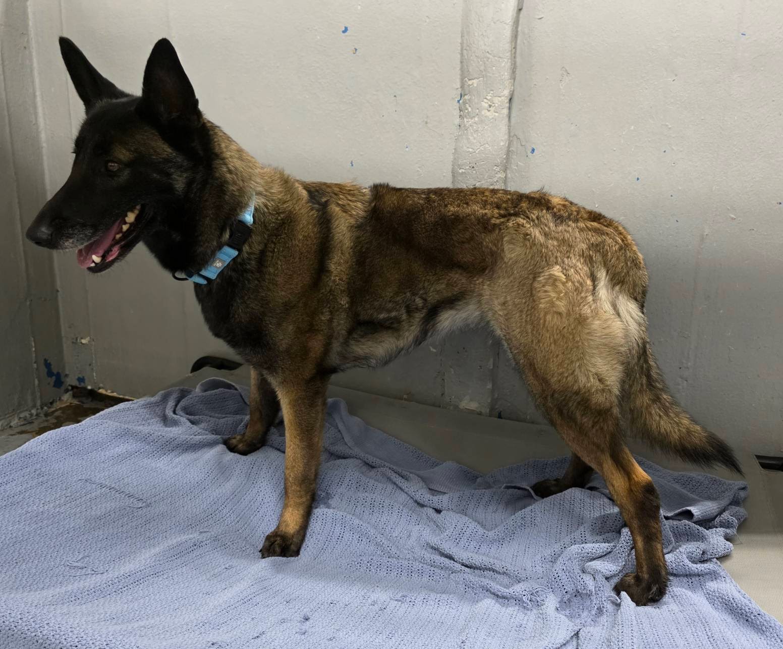 Maya - IL, Belgian Shepherd Malinois
