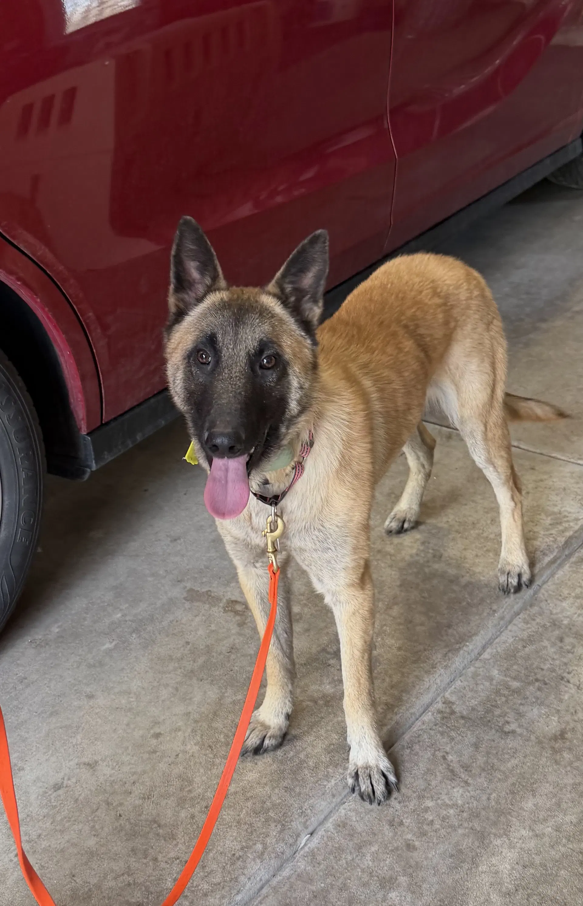 Ziva -Il - Belgian Shepherd Malinois