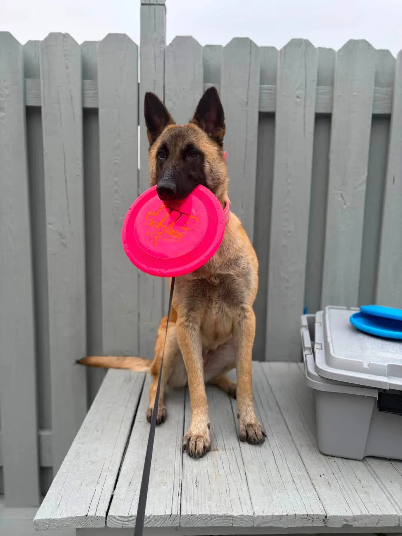 Ziva -Il image 2