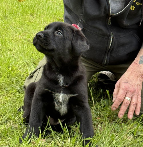 Seemore - PA, an adoptable Belgian Shepherd Malinois in Amherst Junction, WI