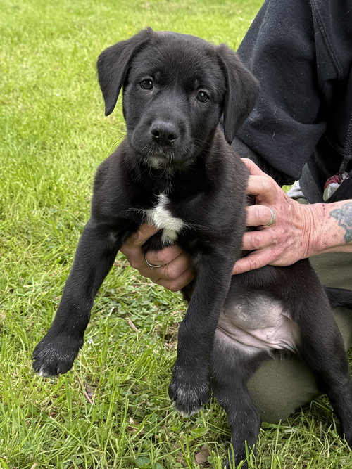 Salem - PA, an adoptable Belgian Shepherd Malinois in Amherst Junction, WI
