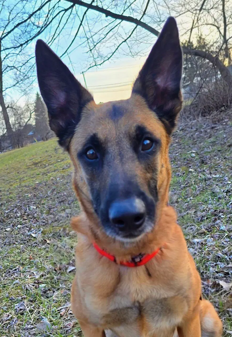 Thor - Mi - Belgian Shepherd Malinois