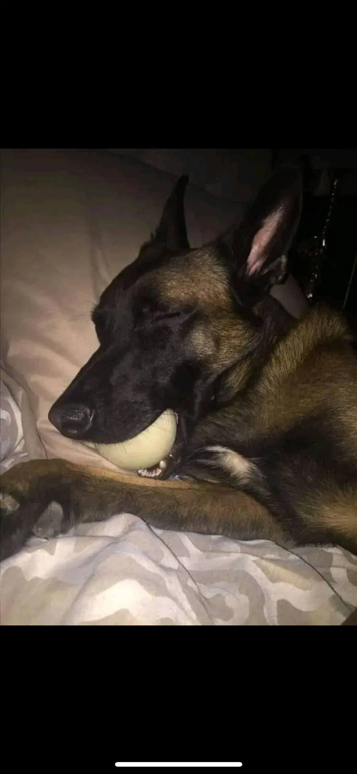 Snoop- Il - Belgian Shepherd Malinois