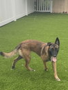Rufus - FL - COURTEST POST