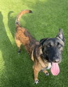 Rufus - FL - COURTEST POST