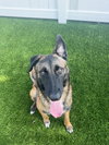 Rufus - FL - COURTEST POST