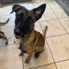 Rufus - FL - COURTEST POST