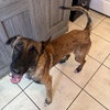 Rufus - FL - COURTEST POST