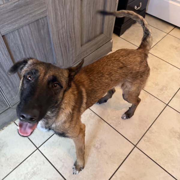 Rufus - FL - COURTEST POST