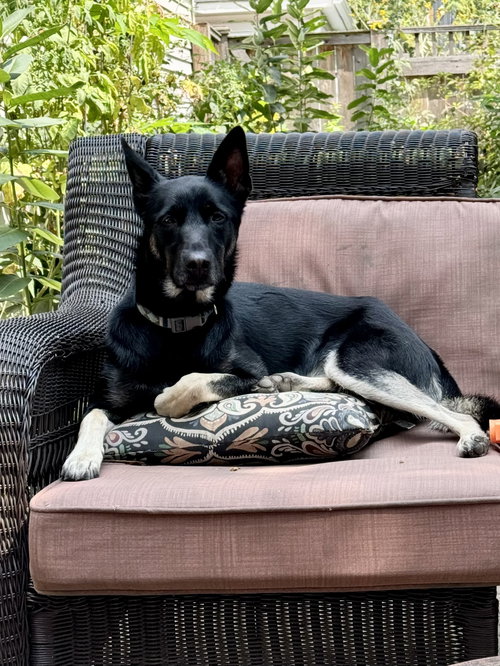 Photo 2 of Ruthie - IL - COURTESY POST