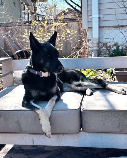 Photo 3 of Ruthie - IL - COURTESY POST