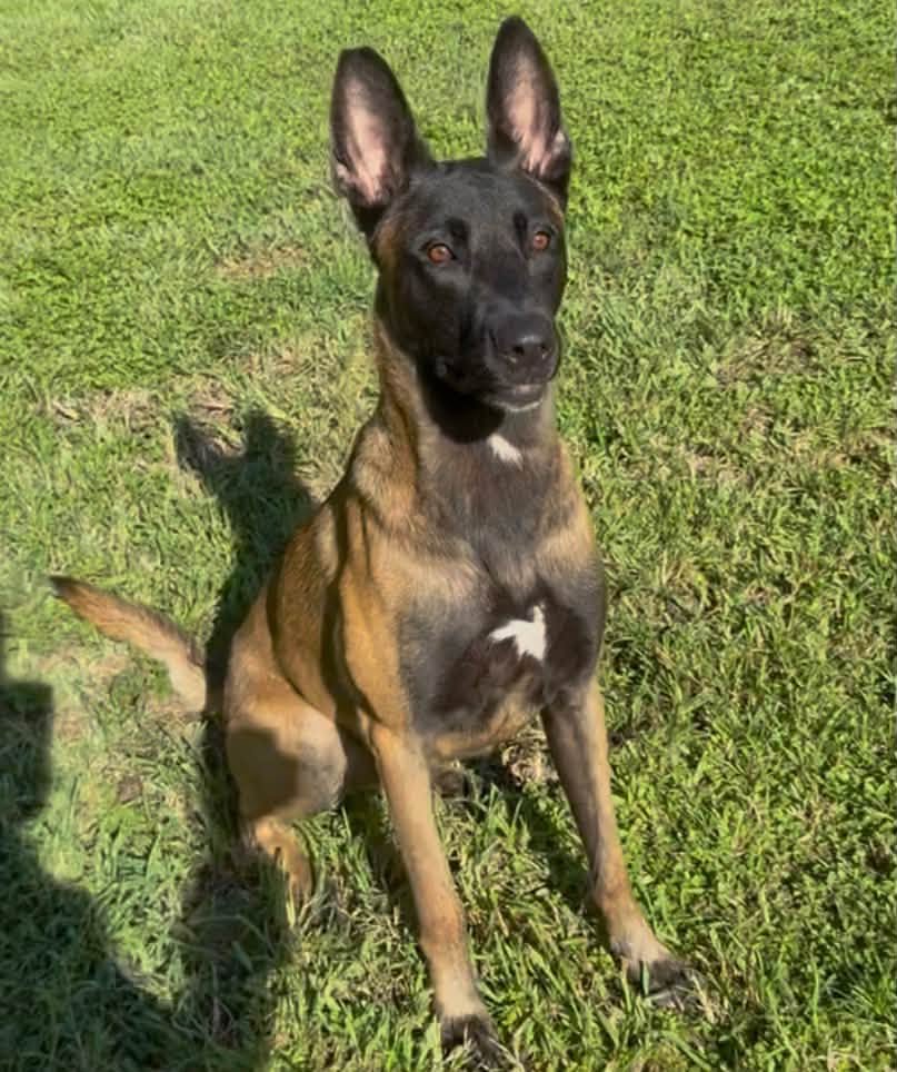 Ragnar - Fl - Courtesy Post - Belgian Shepherd Malinois