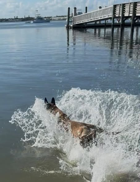 Photo 5 of Ragnar - FL - COURTESY POST