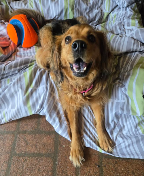 PENNY IN RI - Cocker Spaniel available for adoption