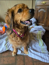 Penny in RI - Photo 1