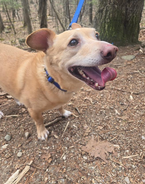 picture of the dog needing adoption