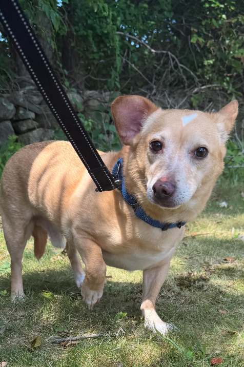 adoptable Dog in Cranston, RI named Spike in RI