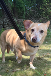 adoptable Dog in , RI named Spike in RI