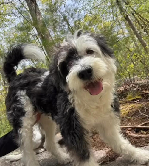 Holly in  RI, an adoptable Terrier in Cranston, RI